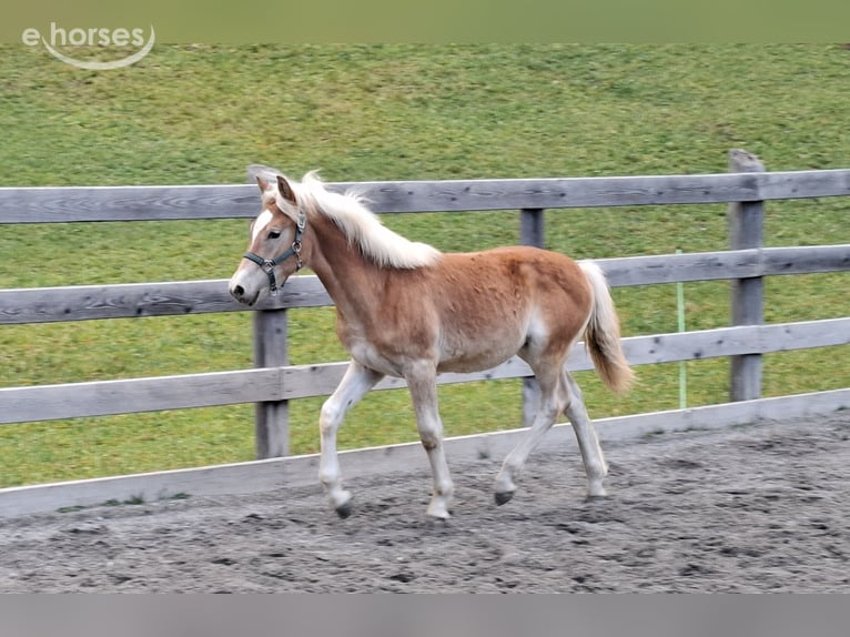 Haflinger Étalon Poulain (03/2026) 152 cm  in Nauders