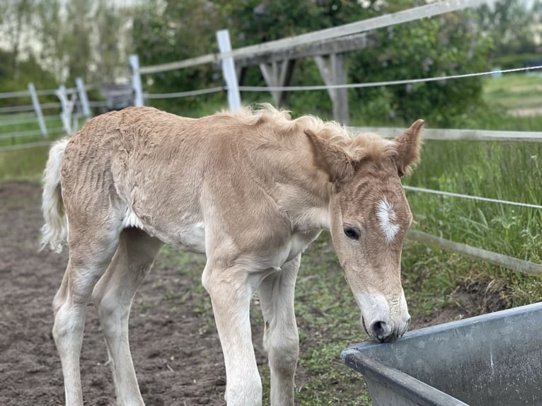 Haflinger Étalon Poulain (04/2024) 154 cm in Trebbin