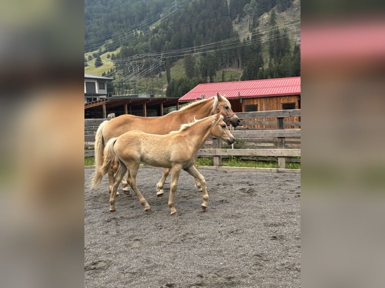 Haflinger Étalon Poulain (03/2026) 155 cm Alezan in Nauders
