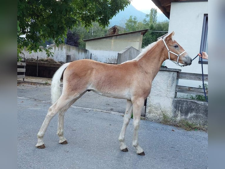 Haflinger Étalon Poulain (03/2023) 155 cm in Landeck
