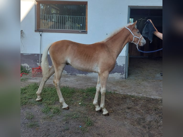 Haflinger Étalon Poulain (03/2023) 155 cm in Landeck