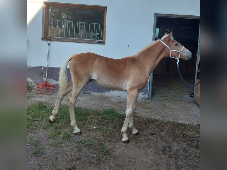 Haflinger Étalon Poulain (03/2023) 155 cm in Landeck