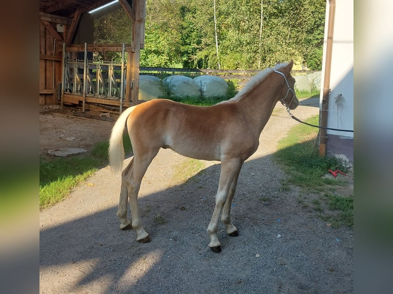 Haflinger Étalon Poulain (03/2023) 155 cm in Landeck