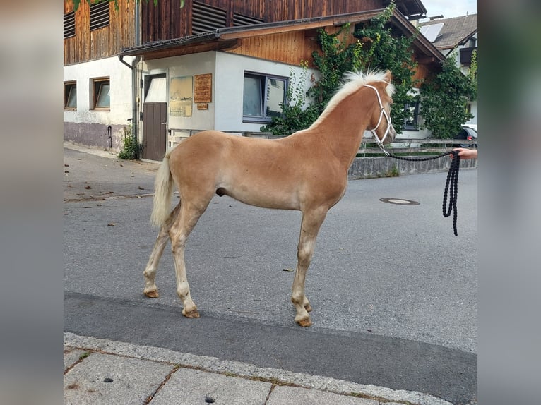 Haflinger Étalon Poulain (04/2024) 155 cm in Landeck