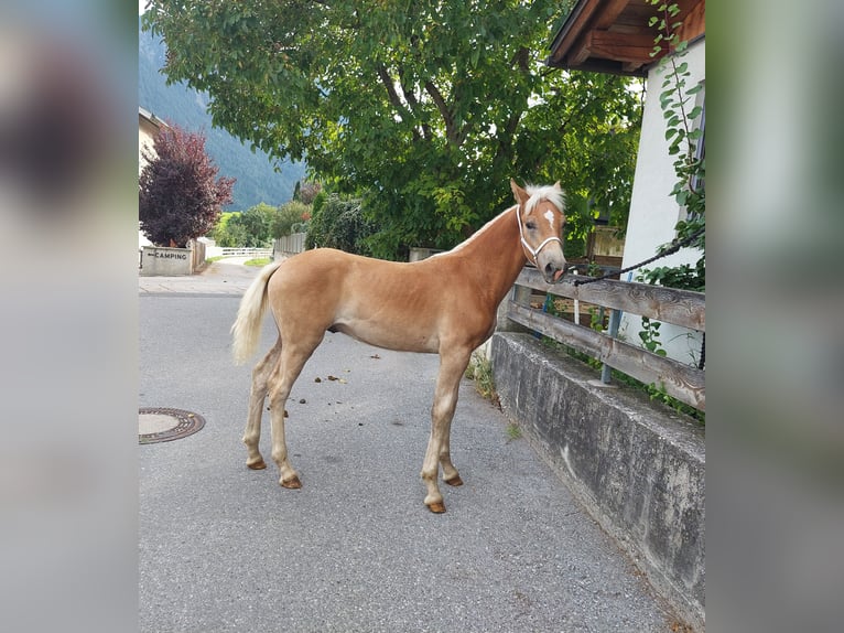 Haflinger Étalon Poulain (04/2024) 155 cm in Landeck