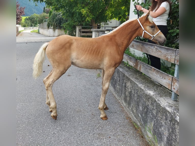 Haflinger Étalon Poulain (04/2024) 155 cm in Landeck