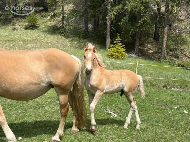 Haflinger Étalon Poulain (03/2026) 155 cm Isabelle in Nauders