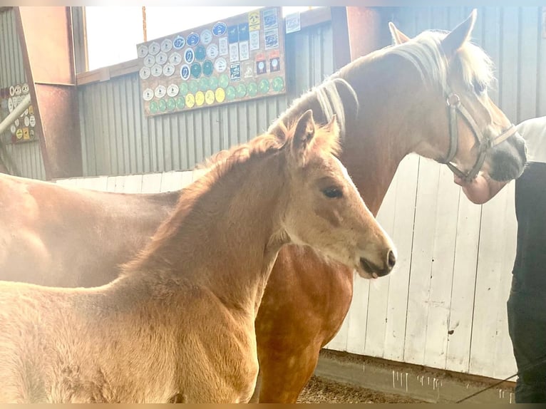 Haflinger Croisé Étalon Poulain (04/2024) Alezan in Rhinow