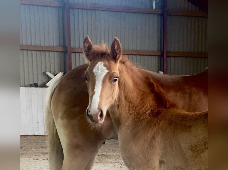 Haflinger Croisé Étalon Poulain (04/2024) Alezan in Rhinow