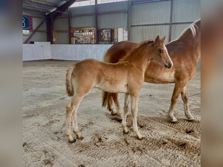 Haflinger Croisé Étalon Poulain (04/2024) Alezan in Rhinow