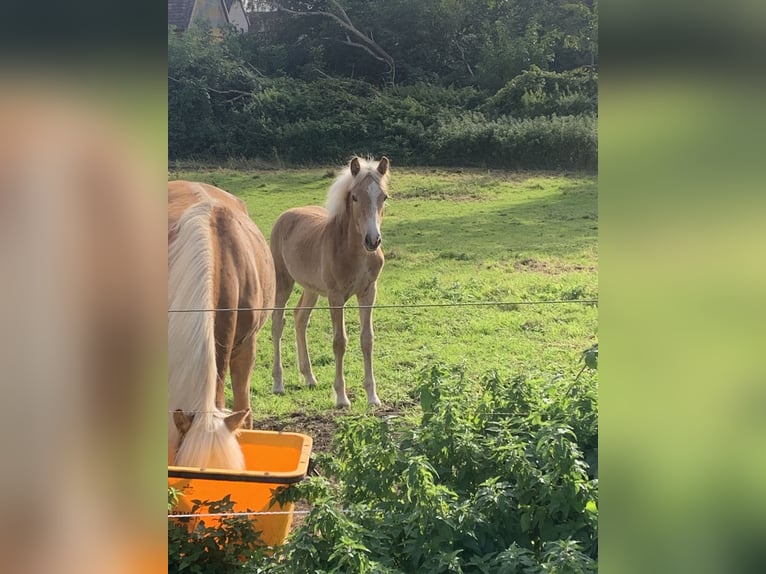 Haflinger Étalon Poulain (04/2024) Alezan in Helmstedt