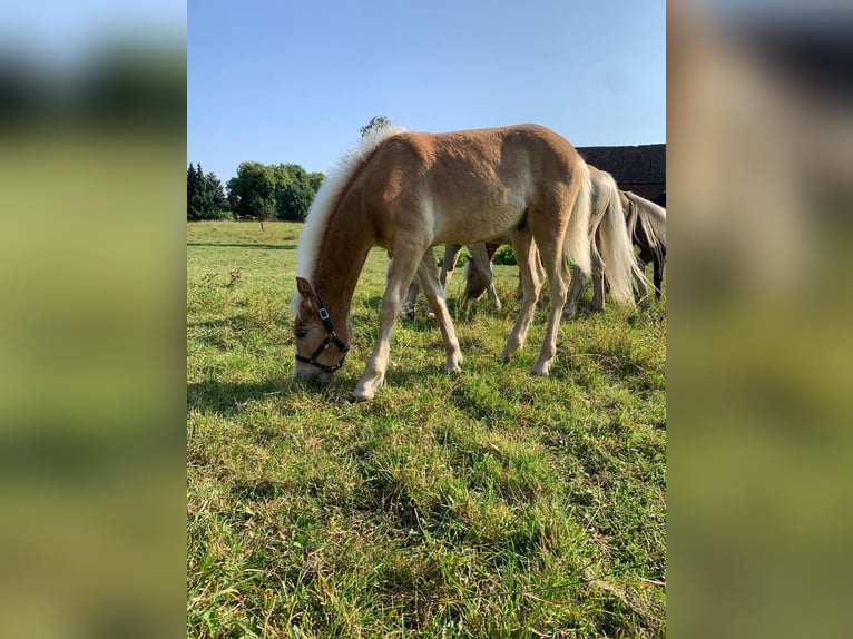 Haflinger Étalon Poulain (04/2024) Alezan in Helmstedt