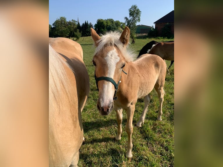 Haflinger Étalon Poulain (04/2024) Alezan in Helmstedt