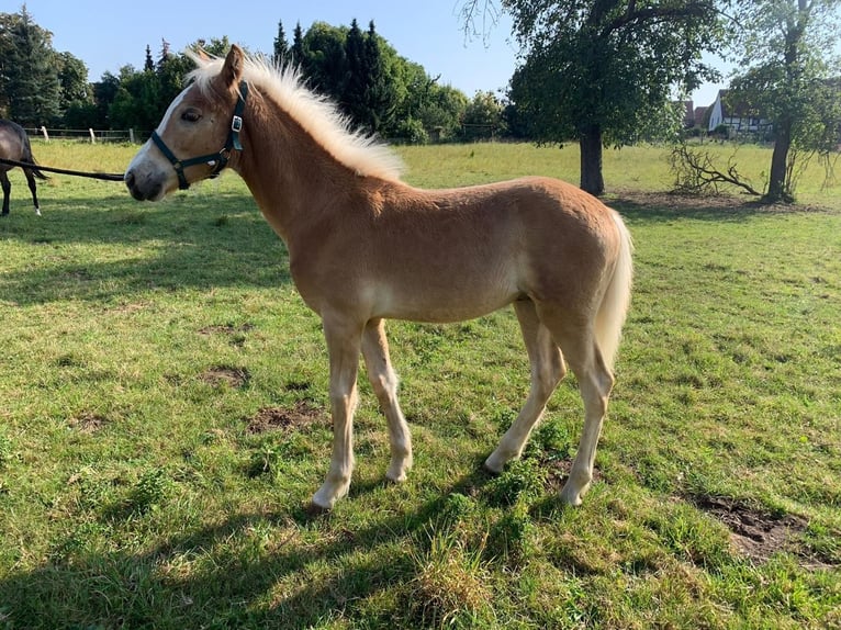 Haflinger Étalon Poulain (04/2024) Alezan in Helmstedt