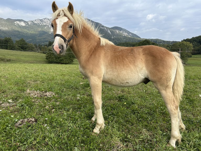 Haflinger Étalon Poulain (01/2025) Alezan brûlé in Postojna
