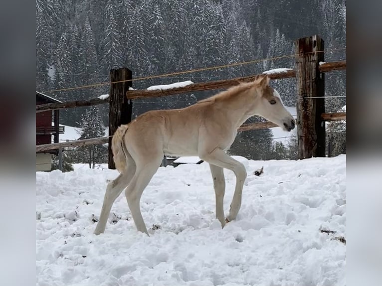 Haflinger Étalon Poulain (04/2024) Alezan in Klösterle