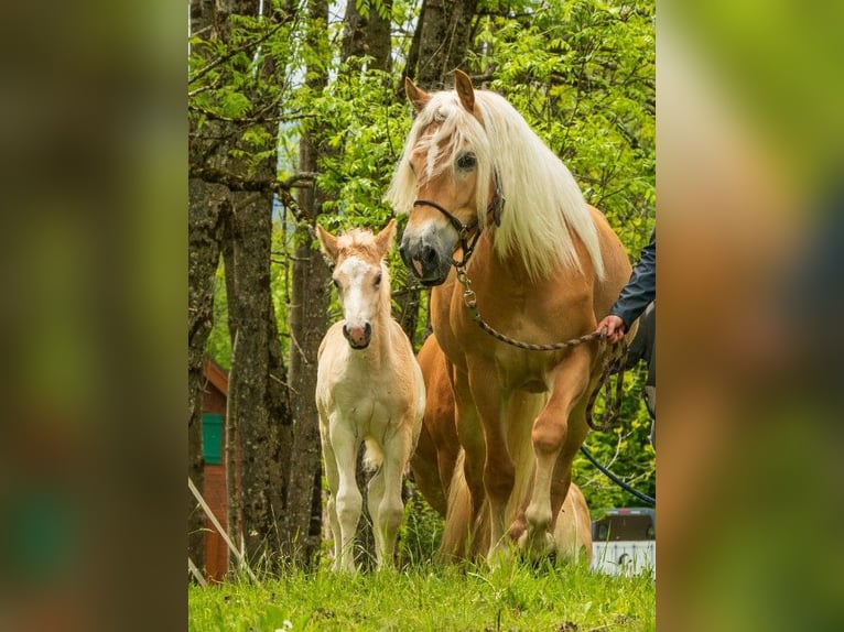 Haflinger Étalon Poulain (04/2024) Alezan in Klösterle