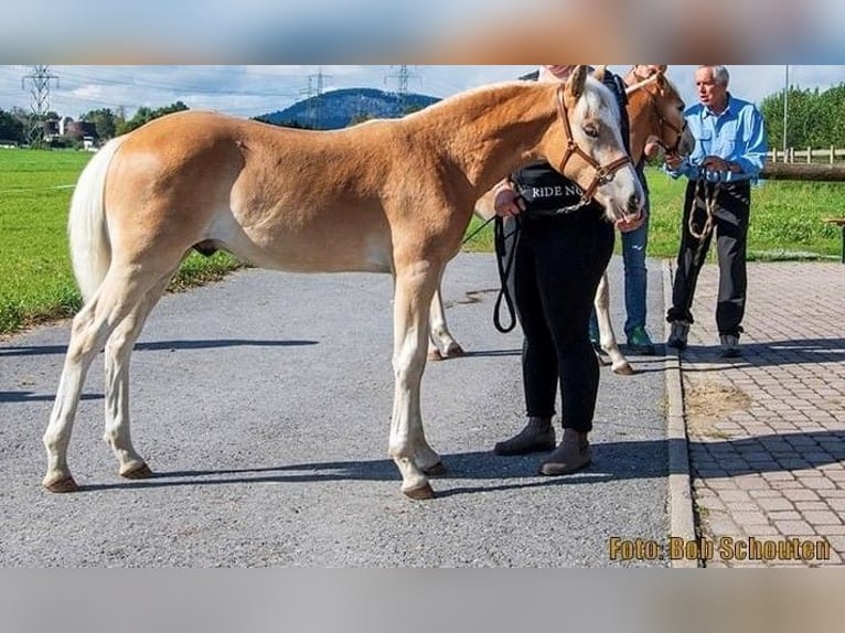 Haflinger Étalon Poulain (04/2024) Alezan in Klösterle