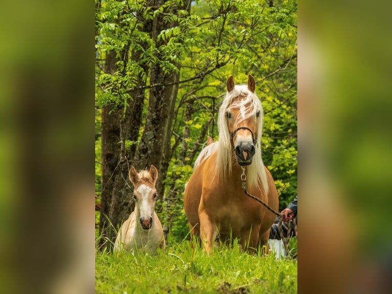 Haflinger Étalon Poulain (04/2024) Alezan in Klösterle