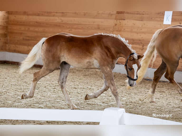 Haflinger Étalon Poulain (03/2025) Alezan in Sankt Martin am Tennengebirge