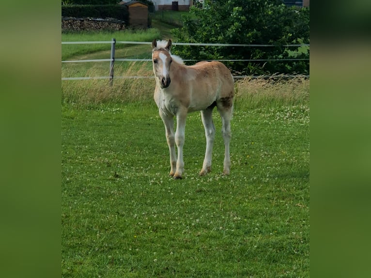Haflinger Étalon  Alezan in Borchen