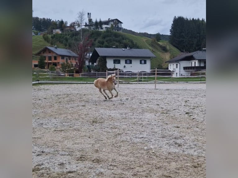 Haflinger Étalon  Alezan in Neukirchen