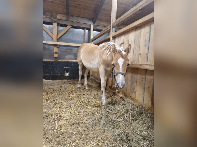 Haflinger Étalon  Alezan in Neukirchen