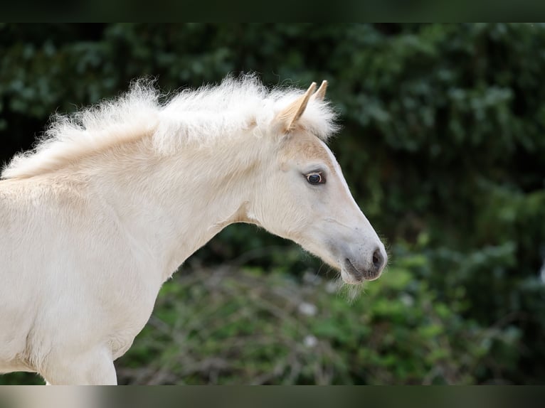 Haflinger Étalon Poulain (04/2026) Alezan in Wittingen