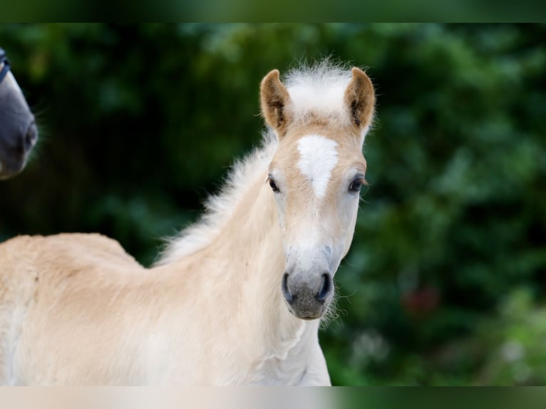 Haflinger Étalon Poulain (05/2026) Alezan in Wittingen