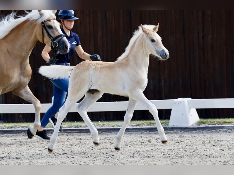 Haflinger Étalon Poulain (05/2026) Alezan in Wittingen