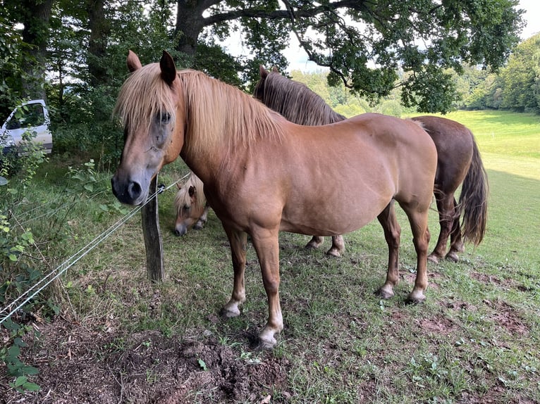 Haflinger Croisé Étalon Poulain (05/2024) Alezan in Hardegsen