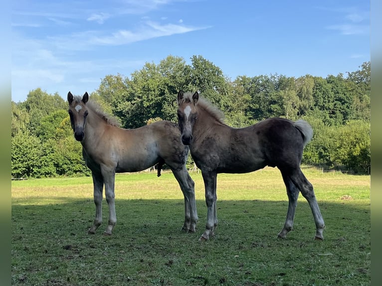 Haflinger Croisé Étalon Poulain (05/2024) Alezan in Hardegsen