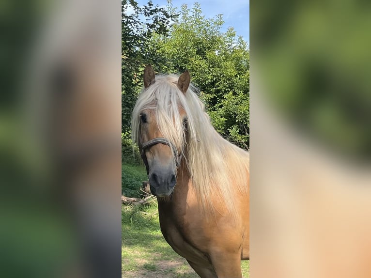 Haflinger Croisé Étalon Poulain (05/2024) Alezan in Hardegsen