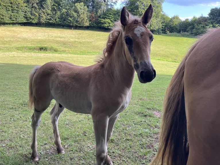 Haflinger Croisé Étalon Poulain (05/2024) Alezan in Hardegsen