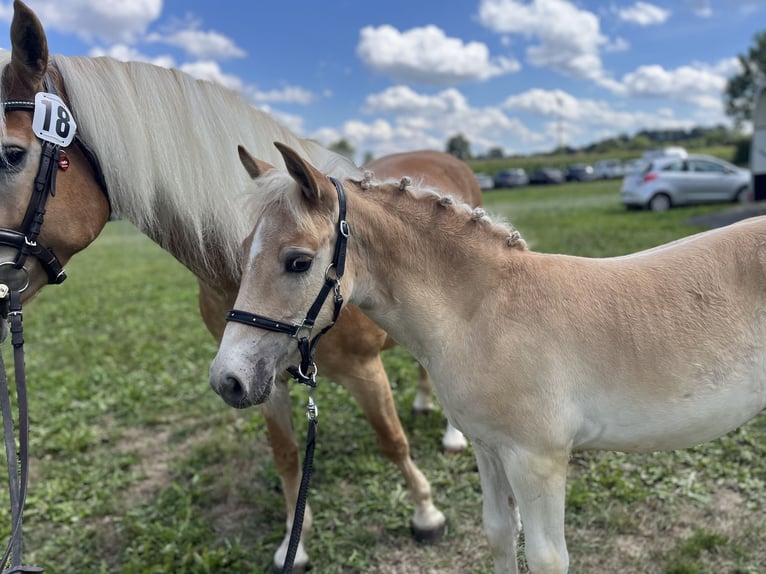 Haflinger Étalon Poulain (05/2026) Alezan in RaublingRaubling