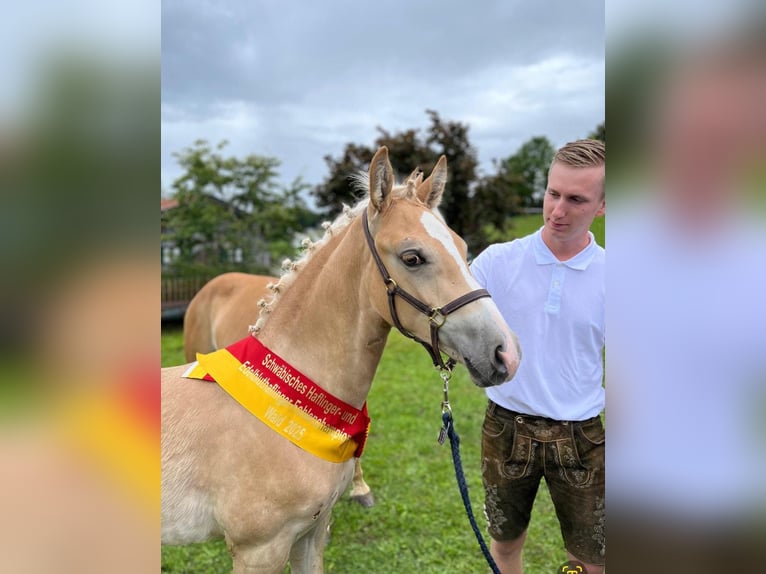 Haflinger Étalon Poulain (03/2025) Alezan in Bad W&#xF6;rishofen