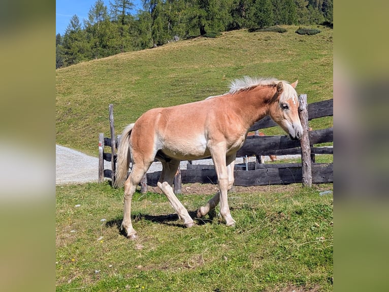 Haflinger Étalon Poulain (03/2026) Alezan in Großarl