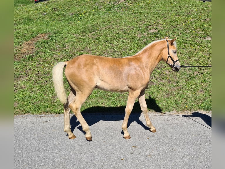 Haflinger Étalon Poulain (04/2026) Alezan in Oetz