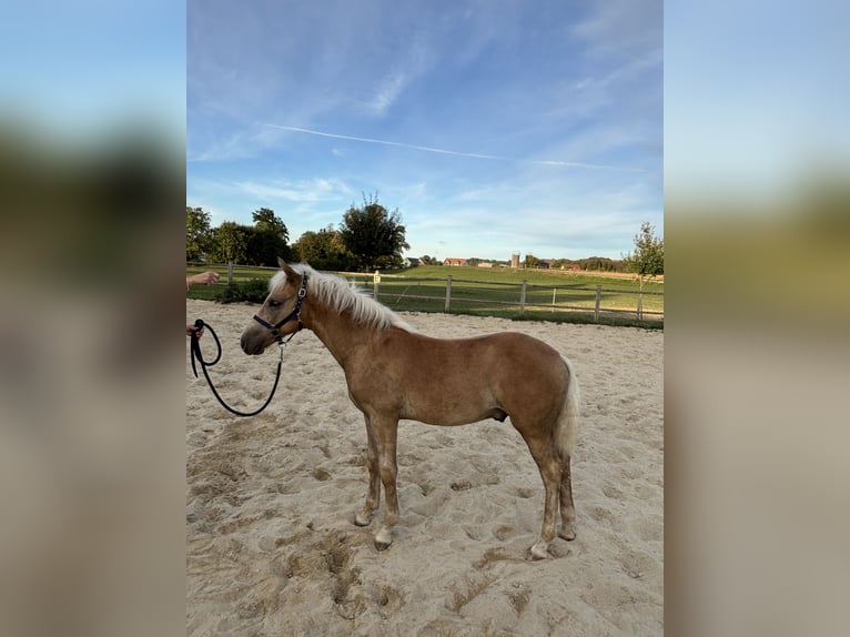 Haflinger Étalon Poulain (04/2026) Alezan in Graben