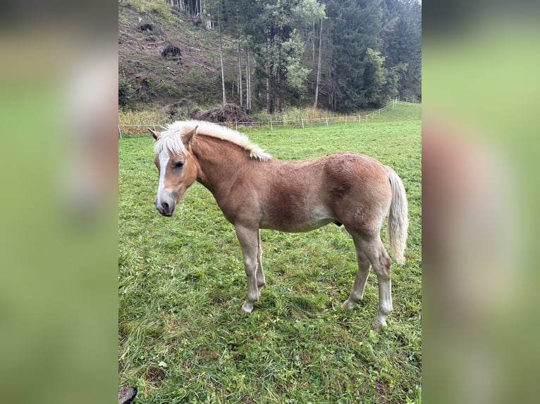 Haflinger Étalon Poulain (03/2025) Alezan in Rangersdorf