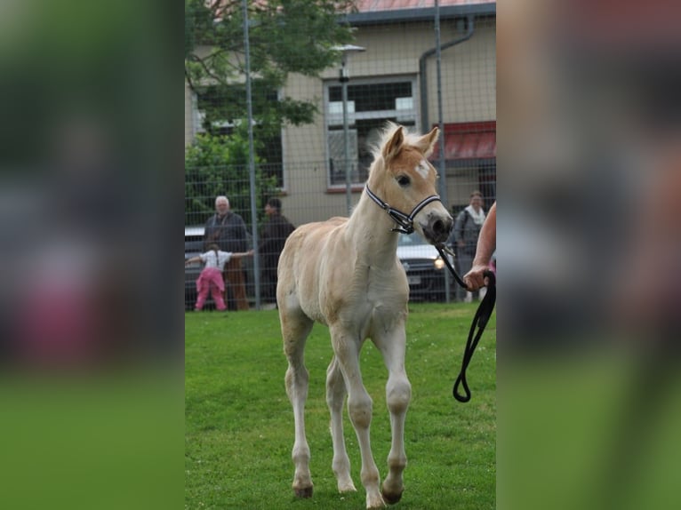 Haflinger Étalon Poulain (04/2025) Alezan in Rauenberg