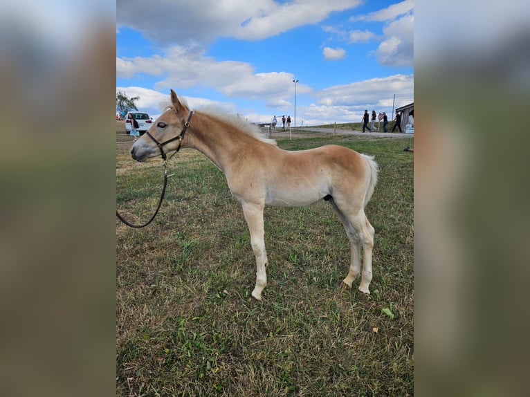 Haflinger Étalon Poulain (05/2026)  in Horben