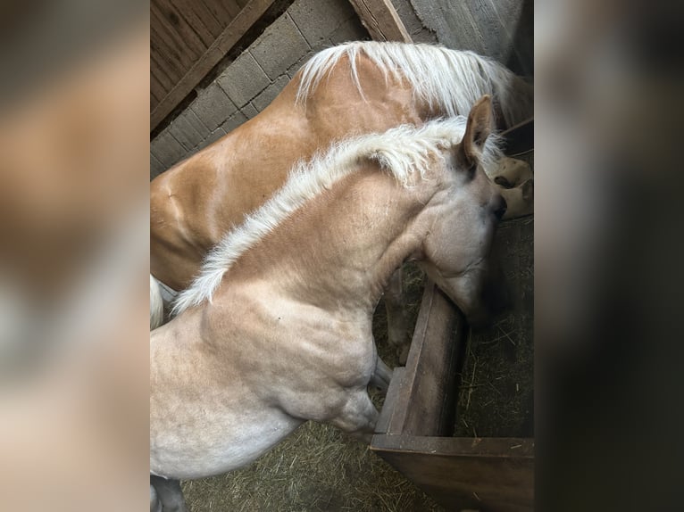 Haflinger Étalon Poulain (04/2024) Bai clair in Boxberg