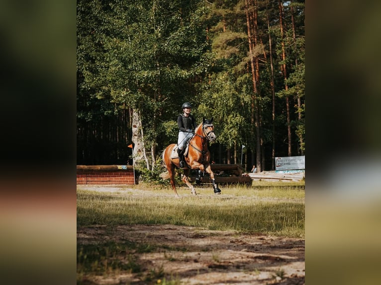 Haflinger Étalon Poulain (04/2026)  in Den Ham