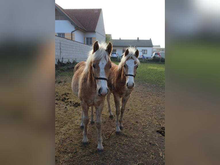 Haflinger Étalon  in Wallern im Burgenland