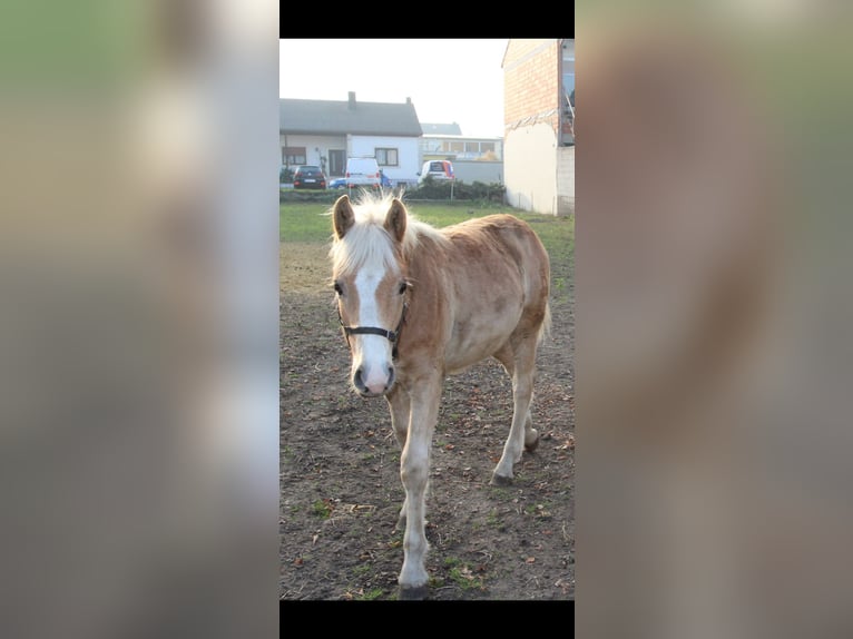 Haflinger Étalon  in Wallern im Burgenland