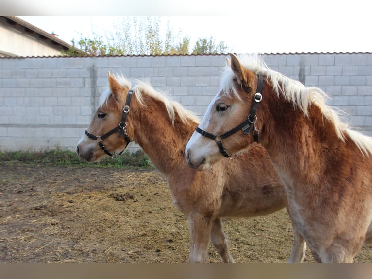 Haflinger Étalon  in Wallern im Burgenland