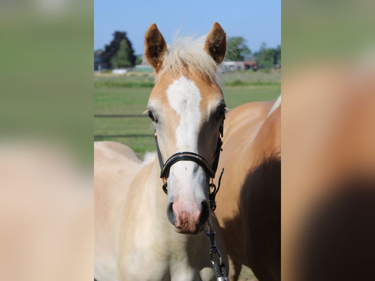 Haflinger Étalon Poulain (02/2026)  in Arcen