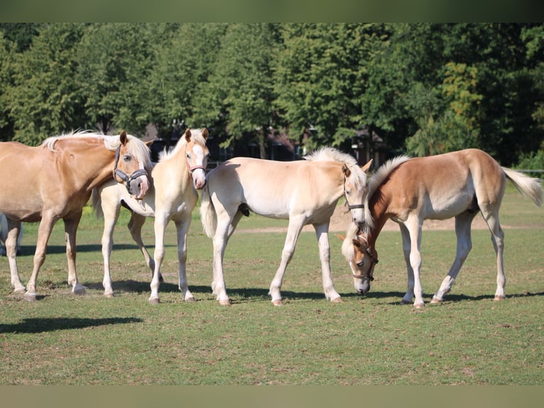 Haflinger Étalon Poulain (02/2026)  in Arcen