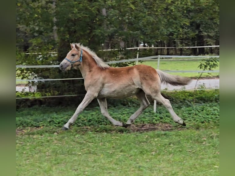 Haflinger Étalon Poulain (03/2024) in Hagenow